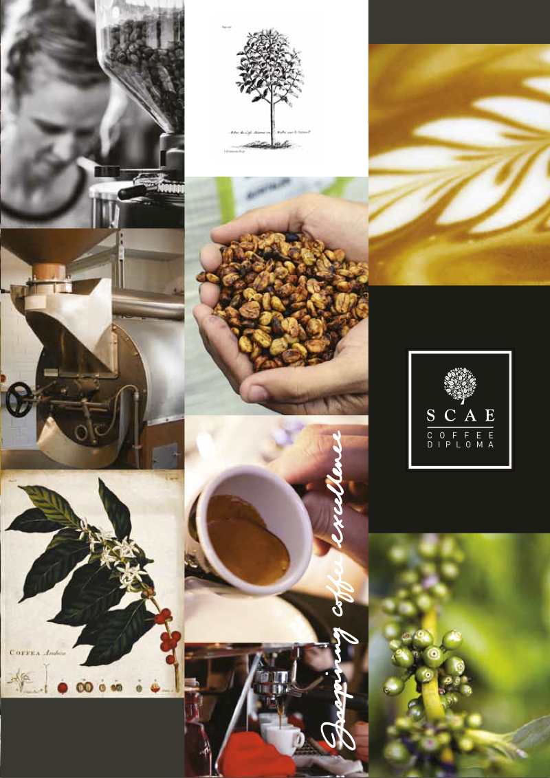 SCAE Certificate - Introduction to Coffee ($2000)