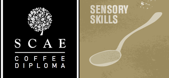 SCAE Certificate – Sensory Skills (Foundation)-夜晚班 ($2100)