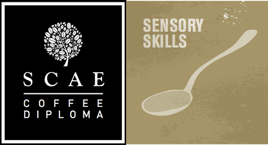 SCAE Certificate - Sensory Skills (Foundation)-夜晚班 ($2100)